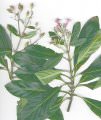 Cinchona.calisaya04.jpg Planta que produz a quinina.jpg 2.jpg